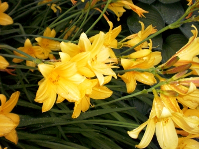 [Bild: gelbe Lilienbl&uuml;ten]