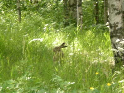 [Bild: auf Waldlichtung sitzender Hase]