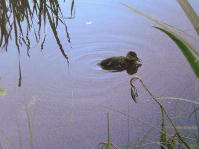 [Bild: Stockentenk&uuml;ken schwimmt weg]