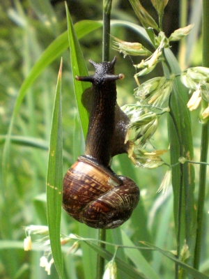 [Bild: an Grashalm hochkletternde Schnecke]
