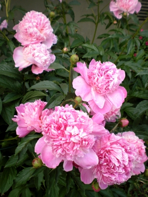 [Bild: rosa Pfingstrosen im Garten]