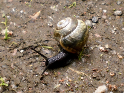 [Bild: eine Schnecke auf einem Feldweg]