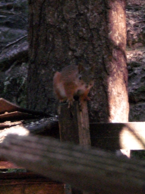 [Bild: &uuml;berrascht guckendes Eichh&ouml;rnchen an Futterstelle]