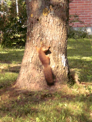 [Bild: &uuml;berrascht guckendes Eichh&ouml;rnchen an Baumstamm]