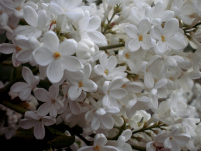 [Bild: Bl&uuml;ten von wei&szlig;em Flieder]